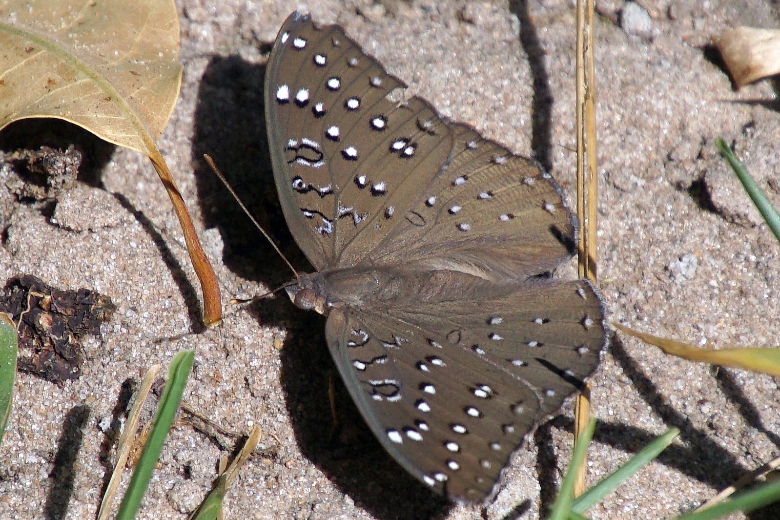 Iolaus canissus - Perlhuhnfalter